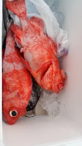 2017年3月26日の釣果・お知らせの写真 4