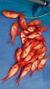 2017年7月4日の釣果・お知らせの写真 3