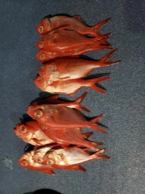 2019年2月12日の釣果・お知らせの写真