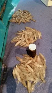 2016年6月17日の釣果・お知らせの写真 6