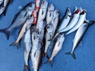 2020年3月15日の釣果・お知らせの写真 3