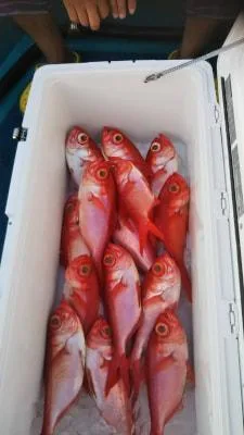 2018年9月16日の釣果・お知らせの写真 5
