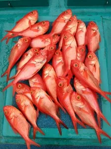 2017年6月29日の釣果・お知らせの写真 5