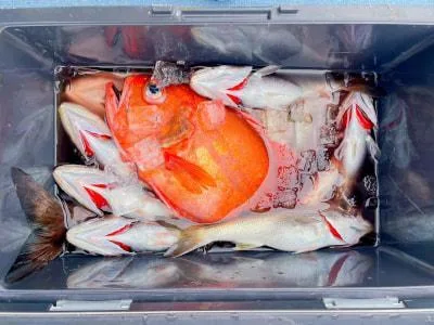 2025年3月1日の釣果・お知らせの写真 6