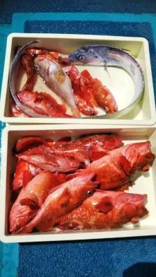2018年4月20日の釣果・お知らせの写真 2