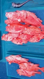 2016年4月10日の釣果・お知らせの写真 3