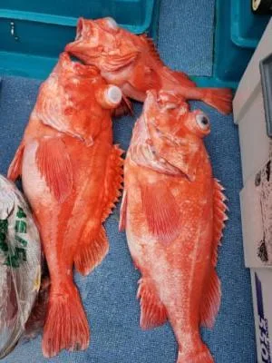 2021年6月6日の釣果・お知らせの写真 8