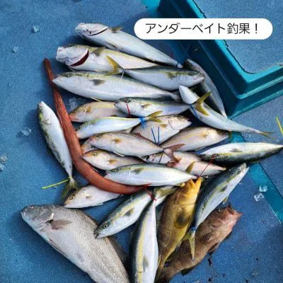 2026年1月5日の釣果・お知らせの写真 2