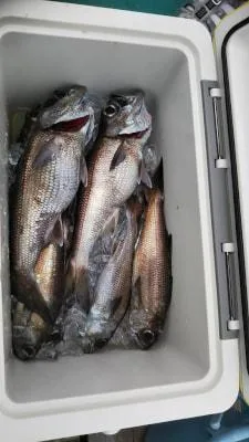 2019年4月17日の釣果・お知らせの写真 5