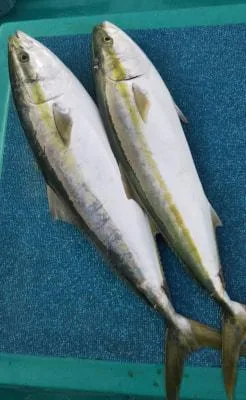2019年5月25日の釣果・お知らせの写真 2