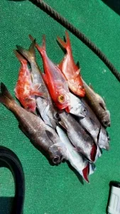 2016年3月24日の釣果・お知らせの写真 3