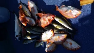2016年12月31日の釣果・お知らせの写真