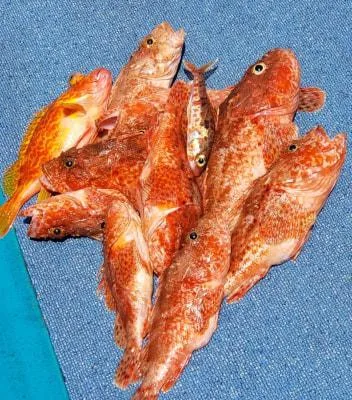 2019年9月3日の釣果・お知らせの写真 2
