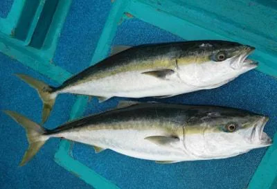 2021年5月12日の釣果・お知らせの写真