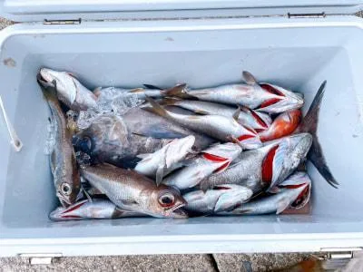 2025年3月1日の釣果・お知らせの写真 5