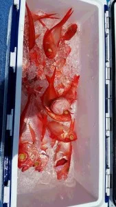 2017年7月17日の釣果・お知らせの写真 3