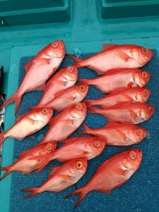 2017年5月16日の釣果・お知らせの写真 3