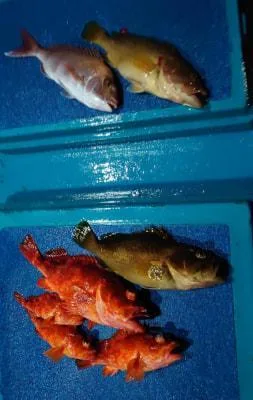 2023年12月23日の釣果・お知らせの写真 6