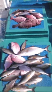 2011年12月28日の釣果・お知らせの写真 6