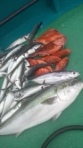 2012年5月2日の釣果・お知らせの写真 4