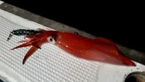 2016年8月4日の釣果・お知らせの写真 1
