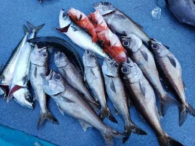 2020年3月15日の釣果・お知らせの写真 2