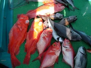 2012年1月8日の釣果・お知らせの写真 5