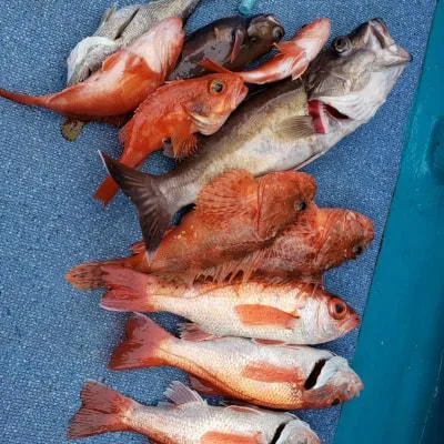 2019年6月2日の釣果・お知らせの写真 10