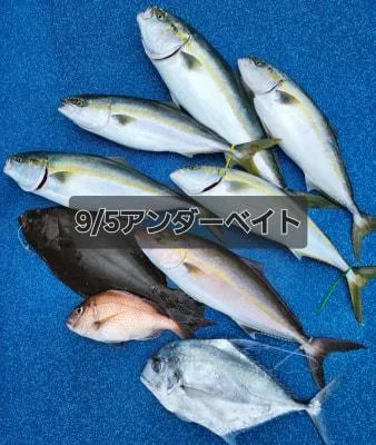 2026年9月10日の釣果・お知らせの写真 3