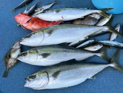 2022年5月4日の釣果・お知らせの写真 6