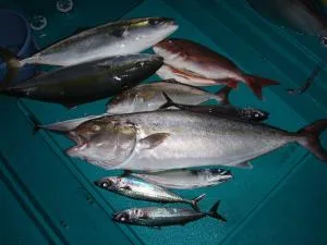 2006年10月27日の釣果・お知らせの写真 2