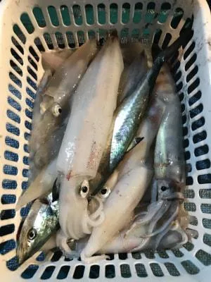 2018年8月29日の釣果・お知らせの写真 6