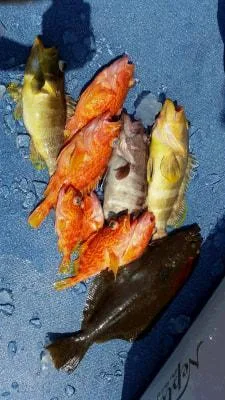 2018年4月3日の釣果・お知らせの写真 4