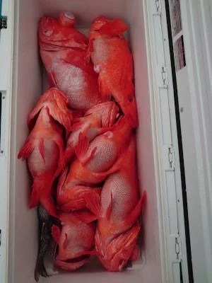 2023年9月23日の釣果・お知らせの写真 6