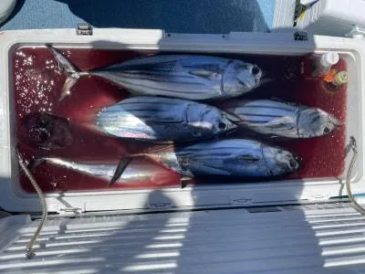 2023年7月17日の釣果・お知らせの写真 6