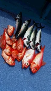 2017年5月24日の釣果・お知らせの写真 3