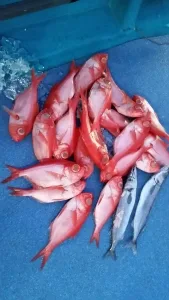 2017年2月27日の釣果・お知らせの写真