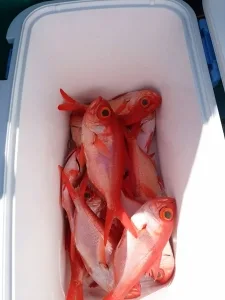 2017年4月23日の釣果・お知らせの写真 2