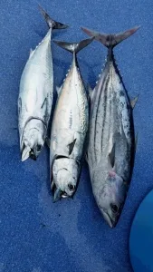 2016年9月5日の釣果・お知らせの写真 3
