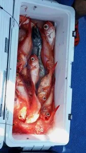 2017年7月17日の釣果・お知らせの写真