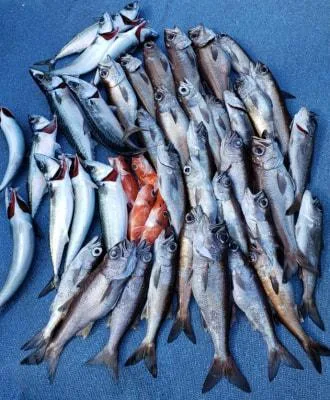 2020年3月15日の釣果・お知らせの写真 4