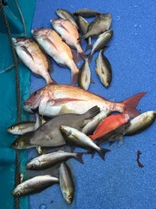 2016年4月24日の釣果・お知らせの写真 3