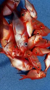2017年7月30日の釣果・お知らせの写真 9