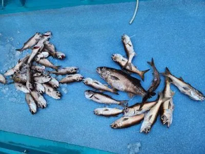 2023年6月15日の釣果・お知らせの写真 5