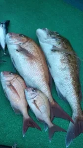 2013年4月4日の釣果・お知らせの写真 2