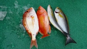 2016年1月17日の釣果・お知らせの写真 5