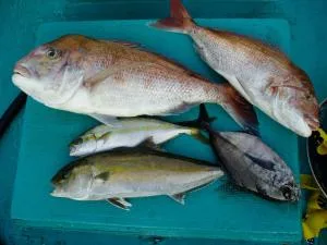 2007年9月8日の釣果・お知らせの写真 2
