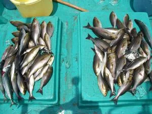 2009年5月23日の釣果・お知らせの写真 2