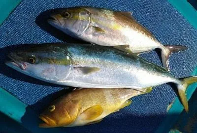 2021年12月4日の釣果・お知らせの写真 3