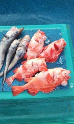 2020年3月21日の釣果・お知らせの写真 8